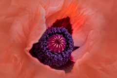 Mia-Mutascio-Poppy-Love-Oct-2026-Digital-Color-Theme-Close-Up_Detail-Salon-2nd-Place