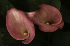 Rich-Doerr-Calla-Lilies-Oct-2026-Digital-Color-Theme-Close-Up_Detail-Salon-Award