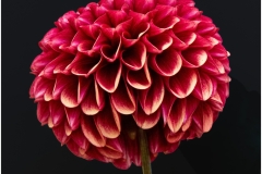 Richard-Eichel-Dalia-Oct-2026-Digital-Color-Theme-Close-Up_Detail-Salon-Award
