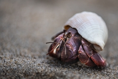 Robert-Kaye-why-are-you-so-crabby-Oct-2026-Digital-Color-Theme-Close-Up_Detail-Salon-Award