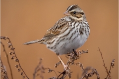 Sharon-Edwards-Sparrow-on-Meadow-Watch-Sept-2026-Digital-Color-Salon-1st-Place Sharon-Edwards-Sparrow-on-Meadow-Watch-Sept-2026-Digital-Color-Salon-1st-Place