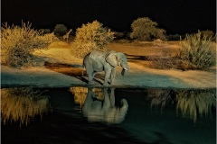 Marilyn Baldi_At-The-Watering-Hole_HM_NJFCC-2023-Winter-Nature-Zoology